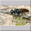 Astata boops - Wanzengrabwespe m06 9mm.jpg